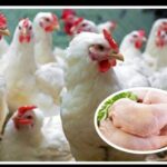 बर्डफ्लु घटेसँगै व्यवसायीले बढाउन थाले कुखुराको मासुको मूल्य बढ्यो, कति पुग्यो?
